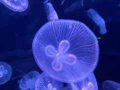 -欢乐海岸海洋奇梦馆