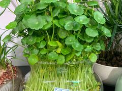 -花鸟鱼虫鲜花绿植市场(玉泉路店)