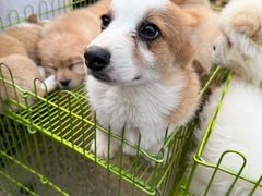 -中环花鸟鱼虫市场