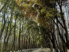 -金山嘴渔村