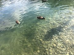 -柯尼希湖
