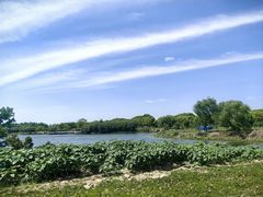 -上海都市菜园