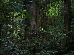 -广西壮族自治区药用植物园