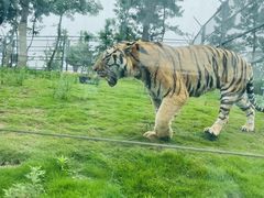 -西霞口神雕山野生动物世界