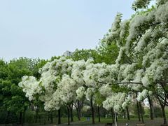 -泰丰公园