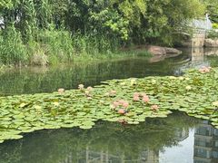 -洋湖国家湿地公园