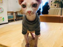 -藏猫猫咖啡主题馆(中央大道店)