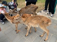 -北京鹿世界主题园
