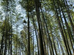 -蜀南竹海景区