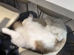 -飞行喵MR PILOT|猫舍·猫咖(静安大融城店)