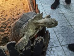 -上海大自然野生昆虫馆(东方明珠·爬宠昆虫探索中心)