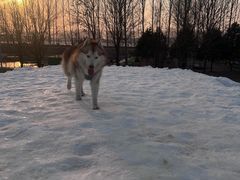 -宠乐会宠物乐园