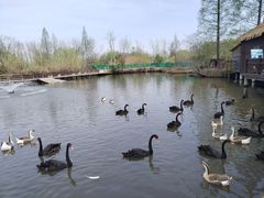 -溱湖国家湿地公园