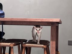 -Again Coffee Roaster(香蜜湖店)