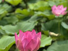 -荷塘月色湿地公园·向阳花洲