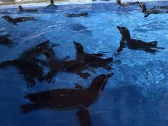 -珠海长隆海洋王国