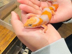-酷以爬仙阁实体爬宠店·守宫·蜥蜴·专业繁育