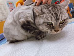 -美联众合动物医院(·中兽医·疑难杂症·严家桥分院)