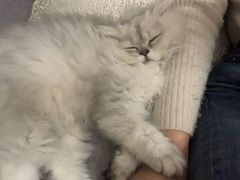 -momokira米努特·德文卷毛猫·棉花面纱犬