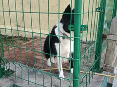 -趣玩宠物乐园寄养训犬训狗游泳池