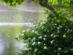 -西湖外事游船(花港观鱼码头)