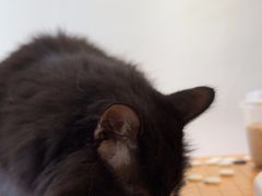 -有猫主题·治愈系猫咖(曾厝垵店)