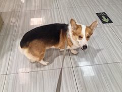 -纳吉亚猫专科动物医院(康都外科中心)
