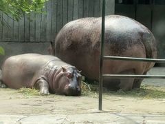 -成都动物园