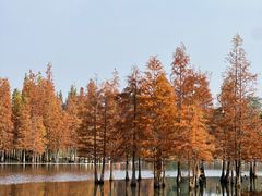 -白鹭湾湿地公园