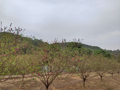 -南国桃园旅游度假区