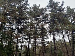 -九鼎铁刹山风景区