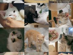 -楼上猫咖(罗湖店)