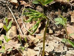 -云岭野山参风景区