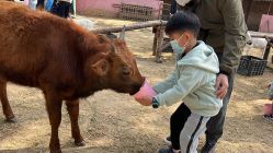 -上美四季动物农场
