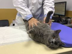 -美联众合动物医院(·中兽医·疑难杂症·严家桥分院)