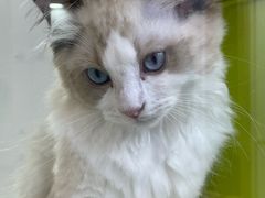 -青奢宠物·青奢猫舍