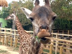 -西霞口神雕山野生动物世界