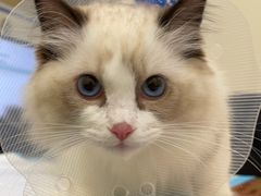 -萌兽医馆·犬猫专科·眼科中心·宠物医院(朝阳门分院)