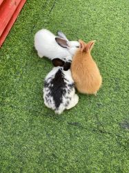 -萌宠亲子动物乐园(槐房万达店)