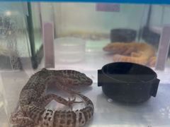 -鹏欣水游城