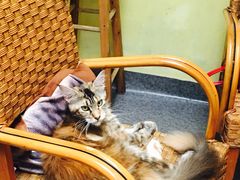 -猫色咖啡·猫咖