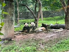 -都江堰中华大熊猫苑