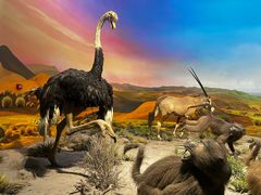 -国家自然博物馆