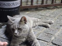 -猫岛主趣味餐厅(鼓浪屿店)