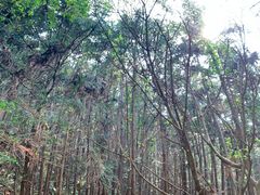 -黄陂区野村谷景区