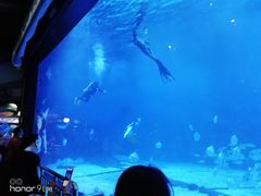 -烟台海昌鲸鲨海洋公园