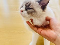 -有喵·猫咖·狗咖·30几只猫10只小狗(岗厦店)