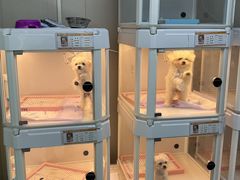 -翊宠yipet猫狗购宠庄园犬舍•猫舍