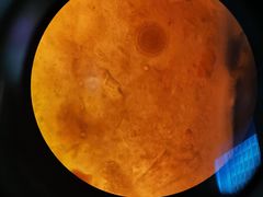 -瑞鹏宠物医院·爱宠堂·骨外专科(西荷分院)