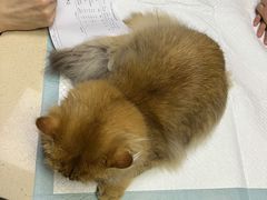 -爱侣·安琦尔宠物医院·中兽医针灸·心内科·狂犬免疫点(宝山区院)